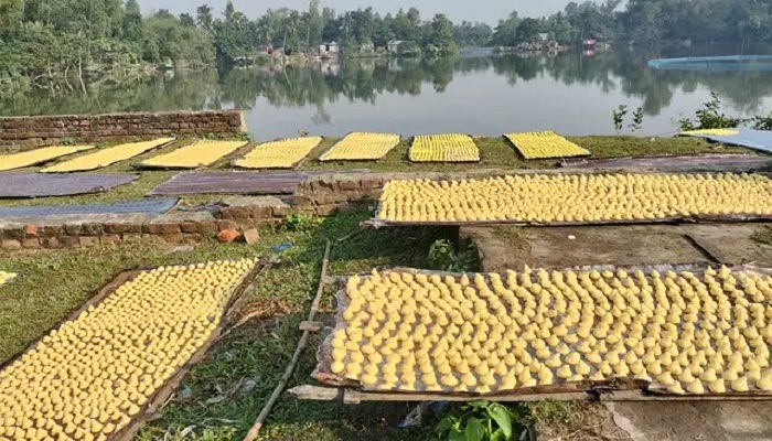 কুমড়া বড়ি তৈরিতে ব্যস্ত নওগাঁ গ্রামবাসী