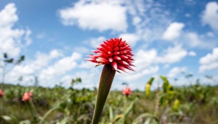 অবহেলার ইনিরিদা ফুল কলম্বিয়ার গর্ব  