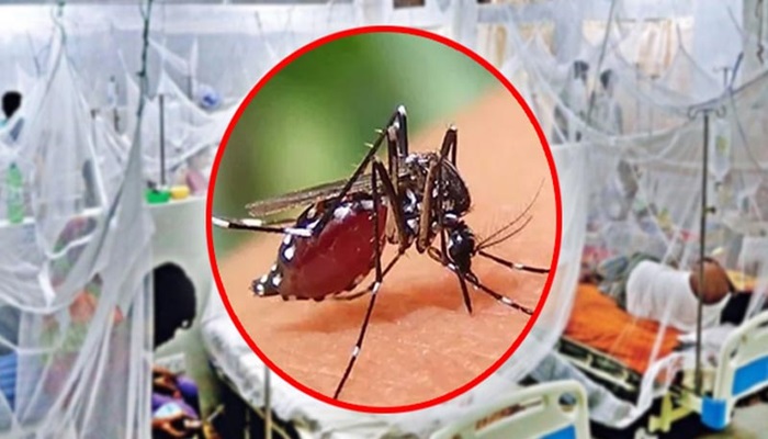 এ বছর ডেঙ্গুতে মৃত্যু ৪০০ ছুঁই ছুঁই