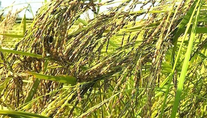 হবিগঞ্জে জিআই নিবন্ধিত তুলশীমালা ধানের আবাদ বাড়ছে