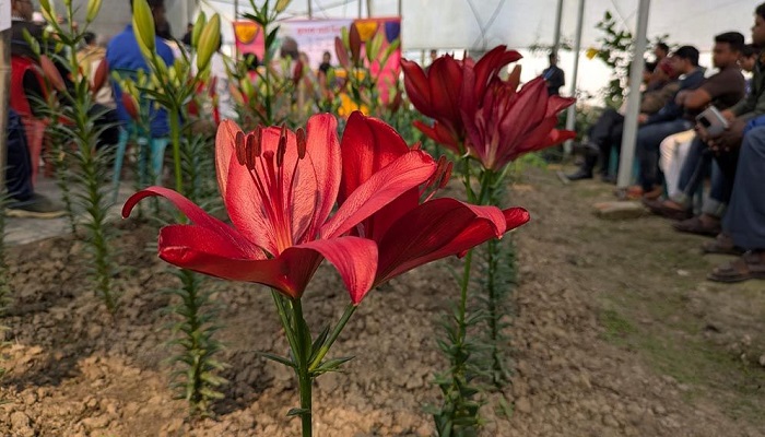 বিদেশি লিলিয়াম ফুলের বিস্তার হচ্ছে বাংলাদেশে