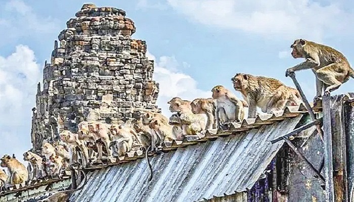 থানায় বানরের হানা, দরজা-জানালা বন্ধ করে পুলিশ সদস্যদের রক্ষা