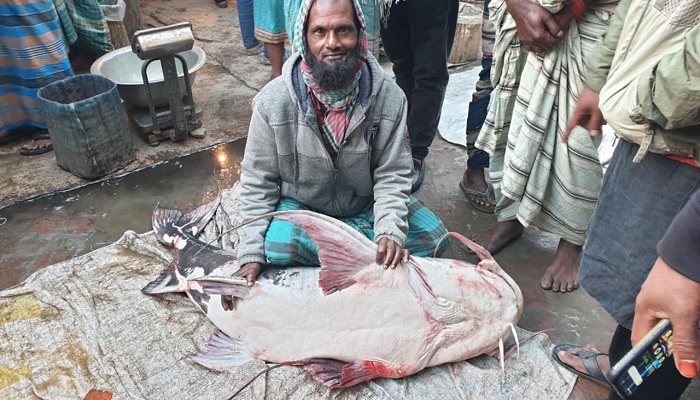 পদ্মায় জেলের জালে ৪৪ কেজির বাঘাইর, ৪৮ হাজারে বিক্রি