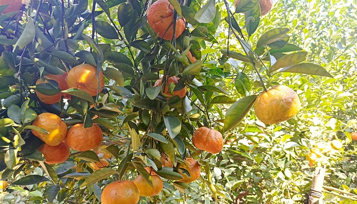 ব্রাহ্মণবাড়িয়ায় চায়না থ্রি জাতের কমলা চাষ হচ্ছে