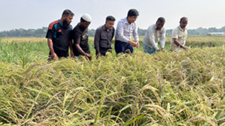 জাত পরিবর্তনে তিন ফসলি জমিতে চার ফসল আবাদ, বাড়তি ফসল হিসেবে সরিষা চাষের সুযোগ