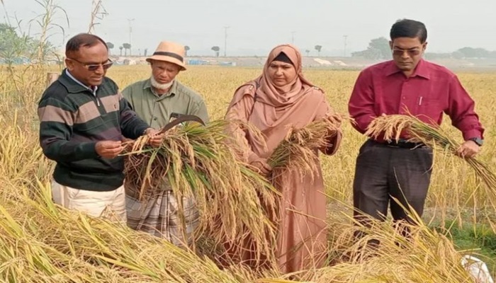 এবার ‘সবচেয়ে চিকন’ ধান উদ্ভাবন নূর মোহাম্মদের