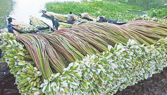 অনেক গুণের শাপলার ডাটা